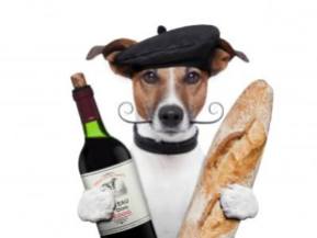 Wine - Dog in France